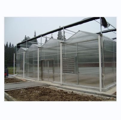 8m 9.6m 12m Span Width 농업 온실 하이브리드 토마토 씨앗과 채소를 위해