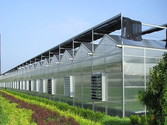 8m 9.6m 12m Span Width 농업 온실 하이브리드 토마토 씨앗과 채소를 위해