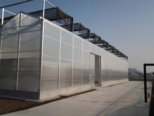 8m 9.6m 12m Span Width 농업 온실 하이브리드 토마토 씨앗과 채소를 위해