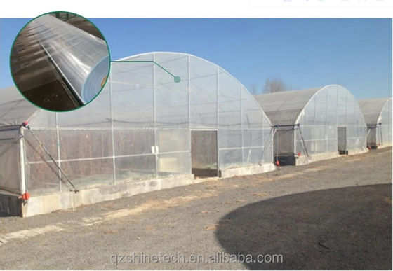 오징어 재배용 맞춤형 단일 스판 온실 10-100m 길이