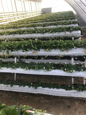 필름 덮개와 함께 Hydroponic 성장 시스템을위한 가연 철강 튜브 겨울 온실