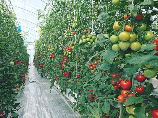 8m Span Width Multi Span 농업용 토마토 온실 냉각 시스템