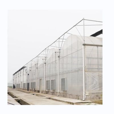 8m Span Width Multi Span 농업 온실 다양 한 농업 솔루션