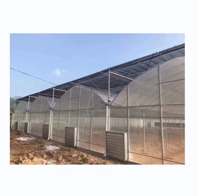 8m Span Width Poly Tunnel Greenhouse 고수익 토마토 재배용