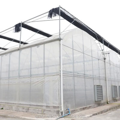 8m Span Width Poly Tunnel Greenhouse 고수익 토마토 재배용