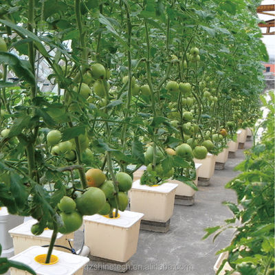 8m Span Width Poly Tunnel Greenhouse 고수익 토마토 재배용