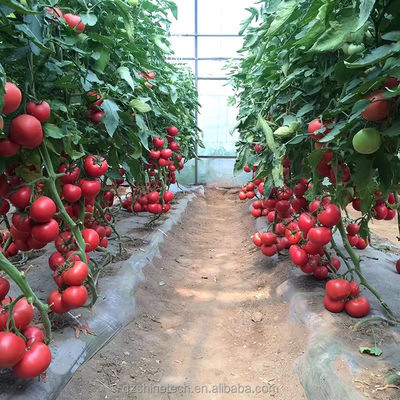 8m Span Width Poly Tunnel Greenhouse 고수익 토마토 재배용