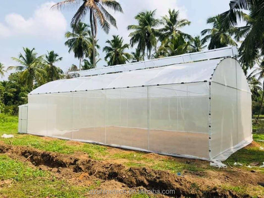 300 평방 미터 오징어 온실 단일 스판 터널 설계