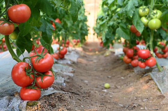쉐인 테크 농업 토마토 수식용 온실 전용 솔루션