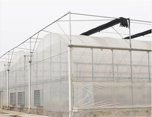 쉐인 테크 농업 토마토 수식용 온실 전용 솔루션